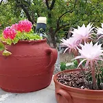 Margarita *