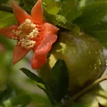 Margarita Páros