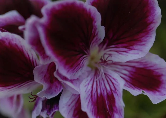 Appartement Margarita