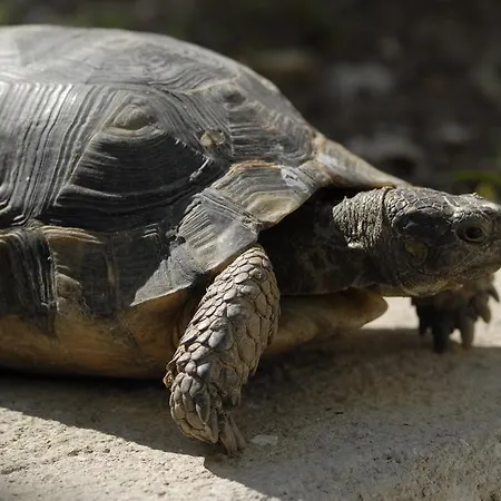 Margarita 아파트 *