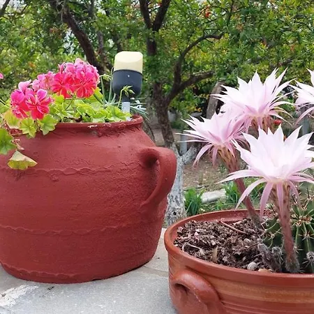 Margarita *