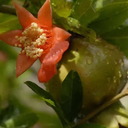 Margarita Parikia (Paros)