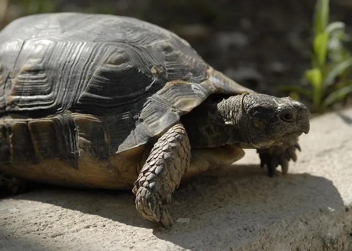 Margarita Διαμέρισμα *