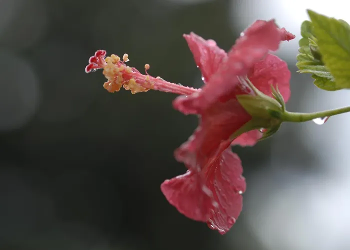Margarita パロス島