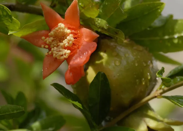 Margarita パロス島